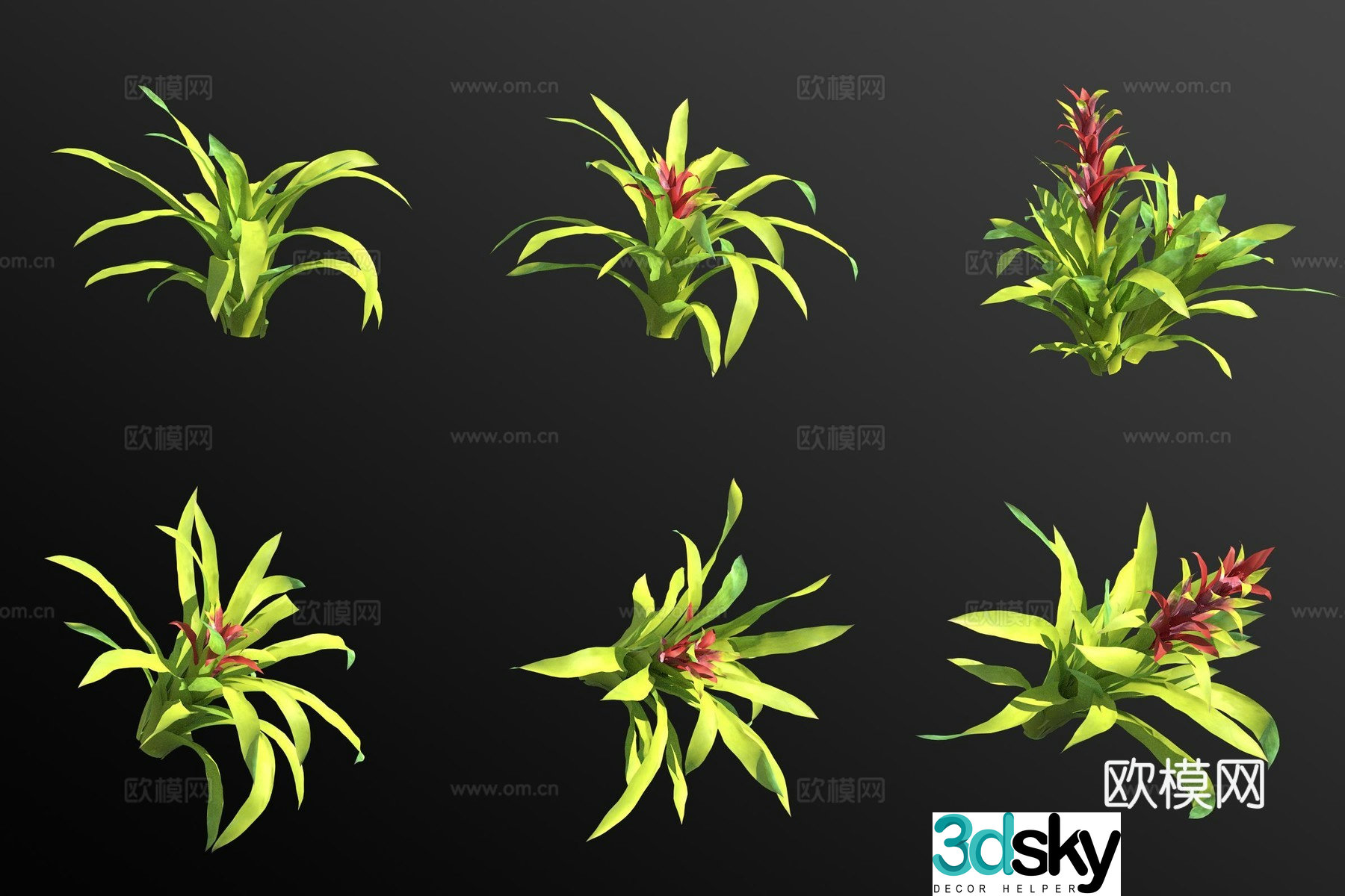 Star flower pineapple fruit green plant 3d model