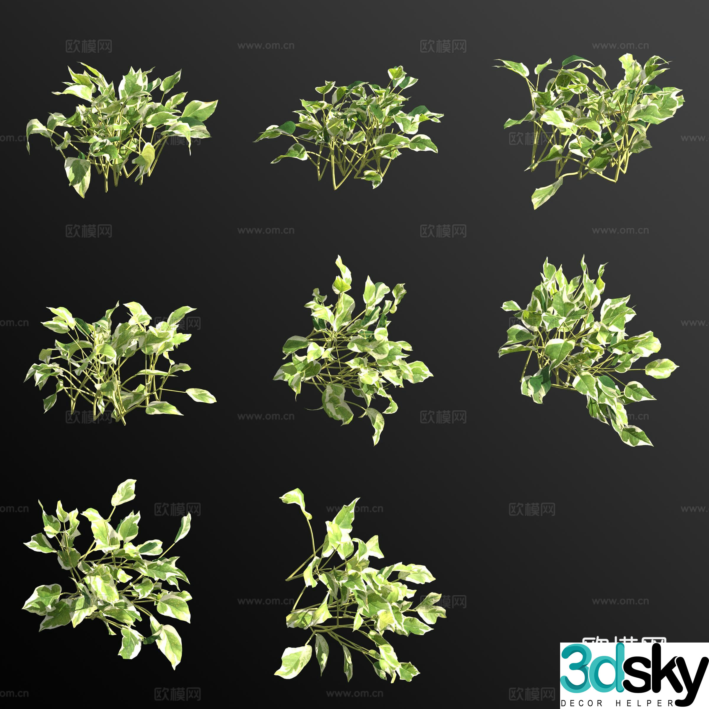 Pearl Pothos green plant 3D model
