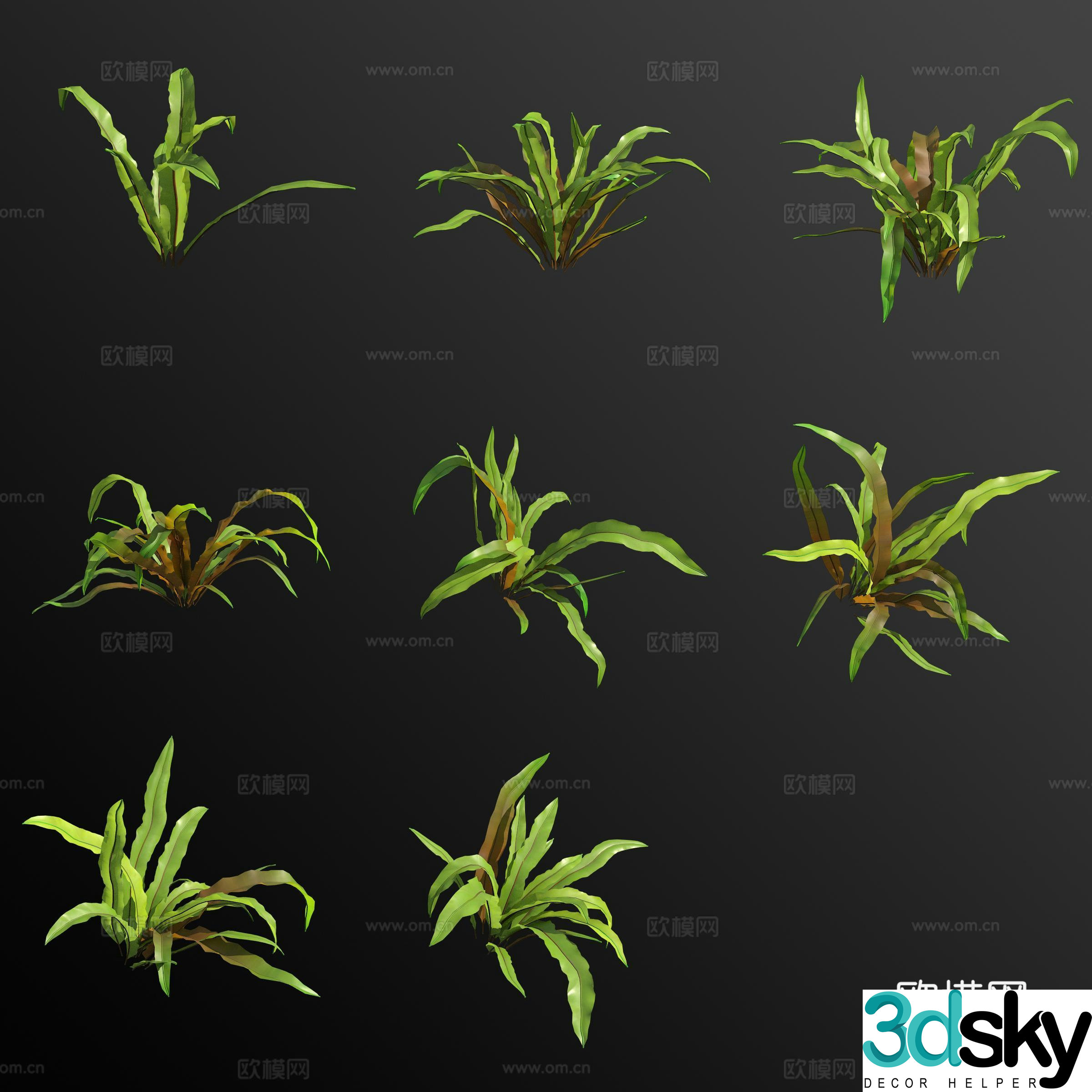 3D model of Nanyang nest fern flower and grass