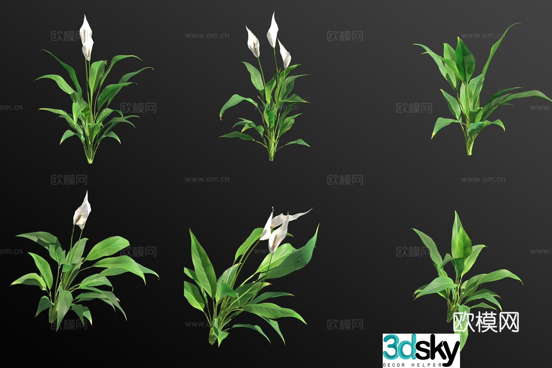 Spathiphyllum flower green plant 3d model