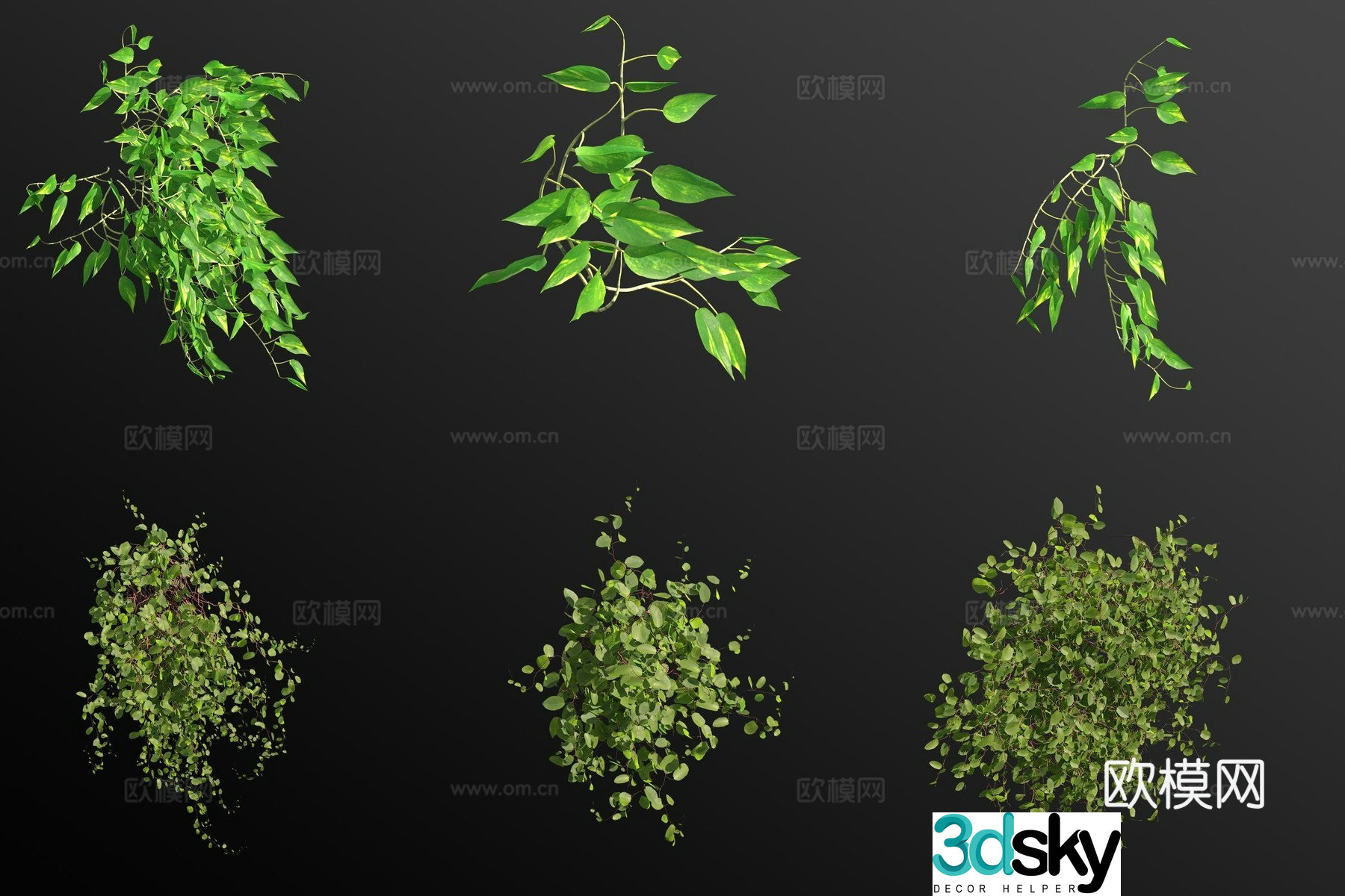 Golden Pothos Money Vine Flowers and Plants 3D Model