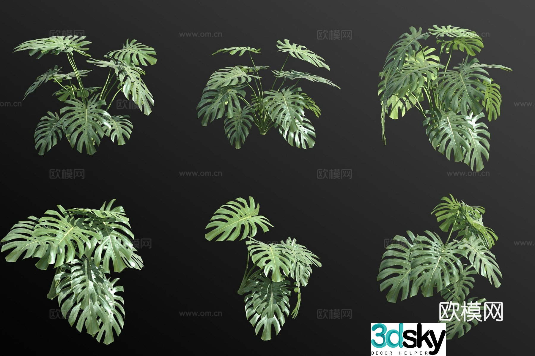 monstera green plants flowers 3d model