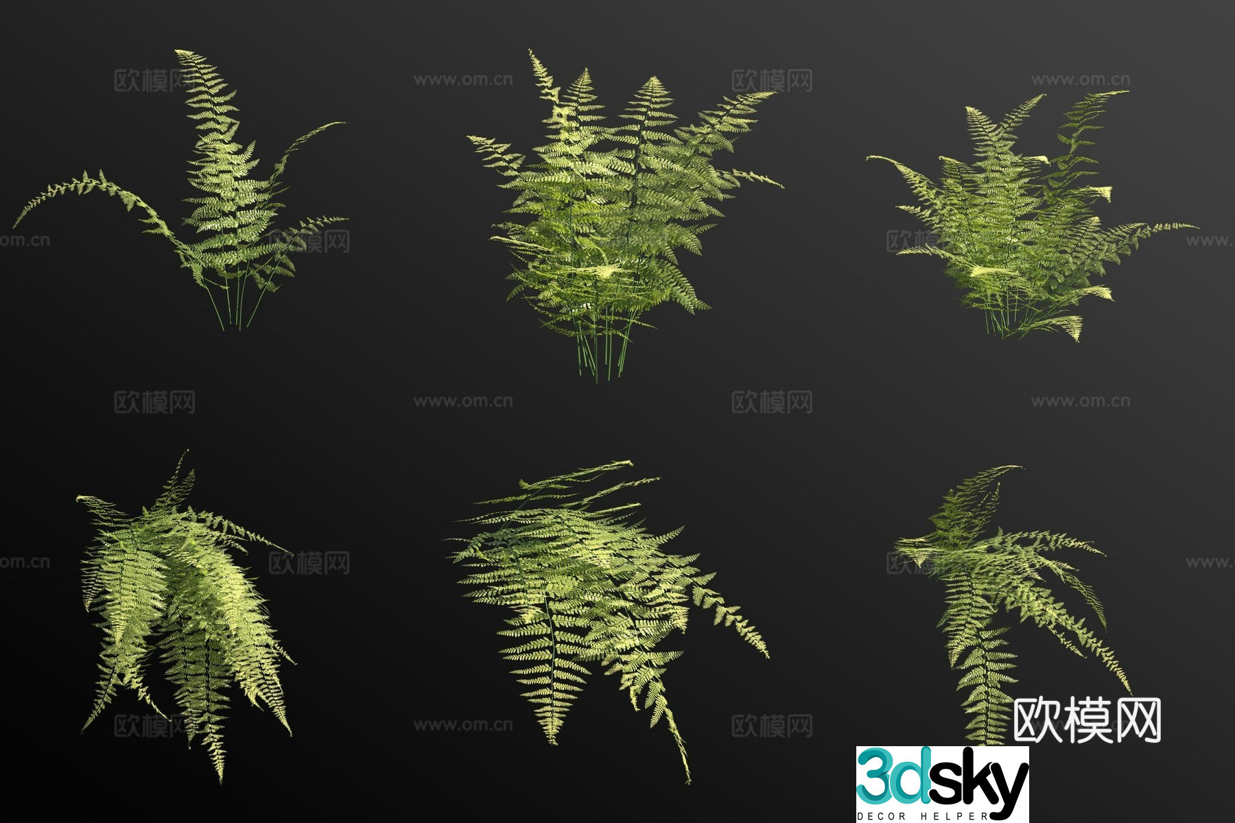 Hairy fern green plants flowers and grass 3D model