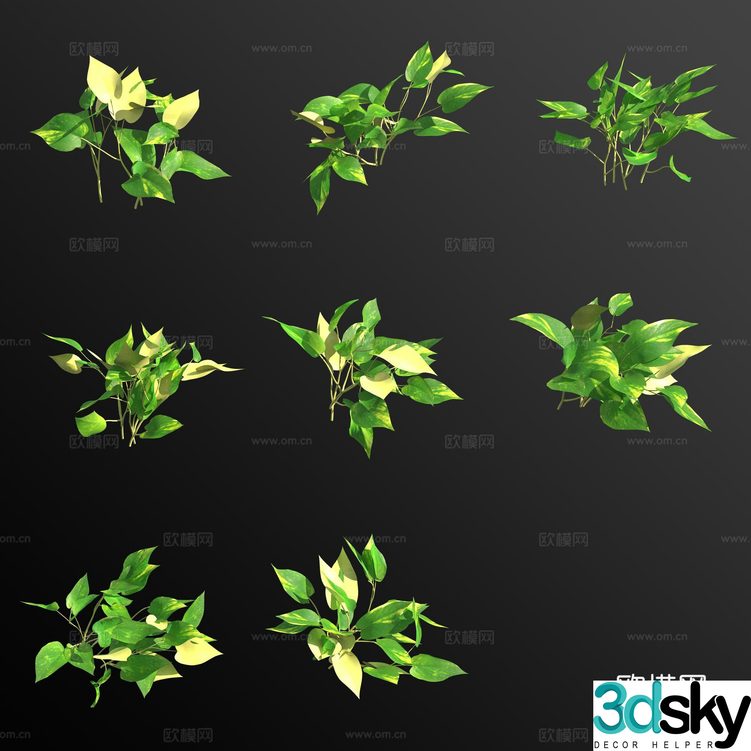 Phnom Penh Pothos Green Plant Flowers 3D Model