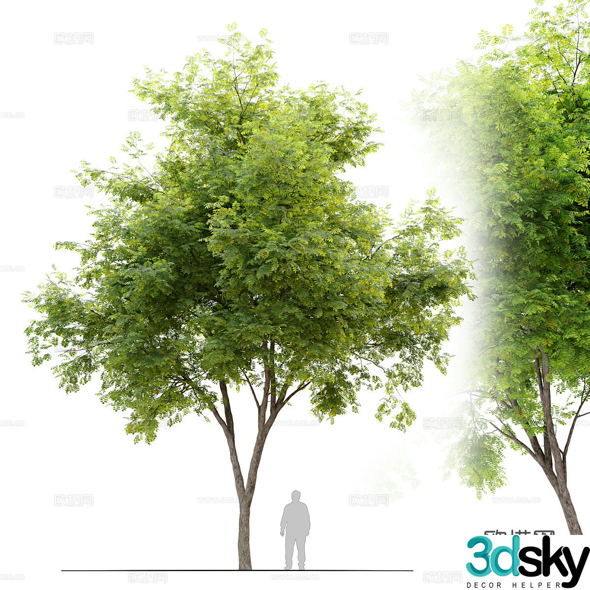 Black locust tree landscape tree 3d model