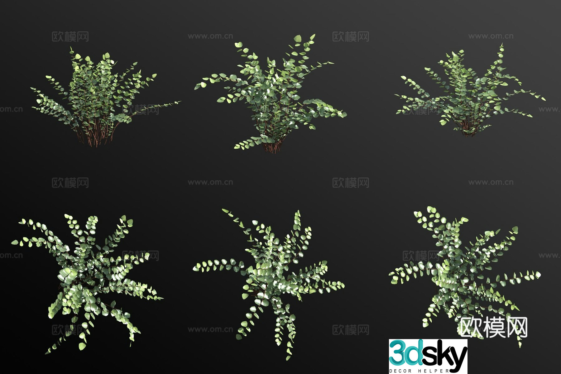 Button fern green plant flowers 3d model