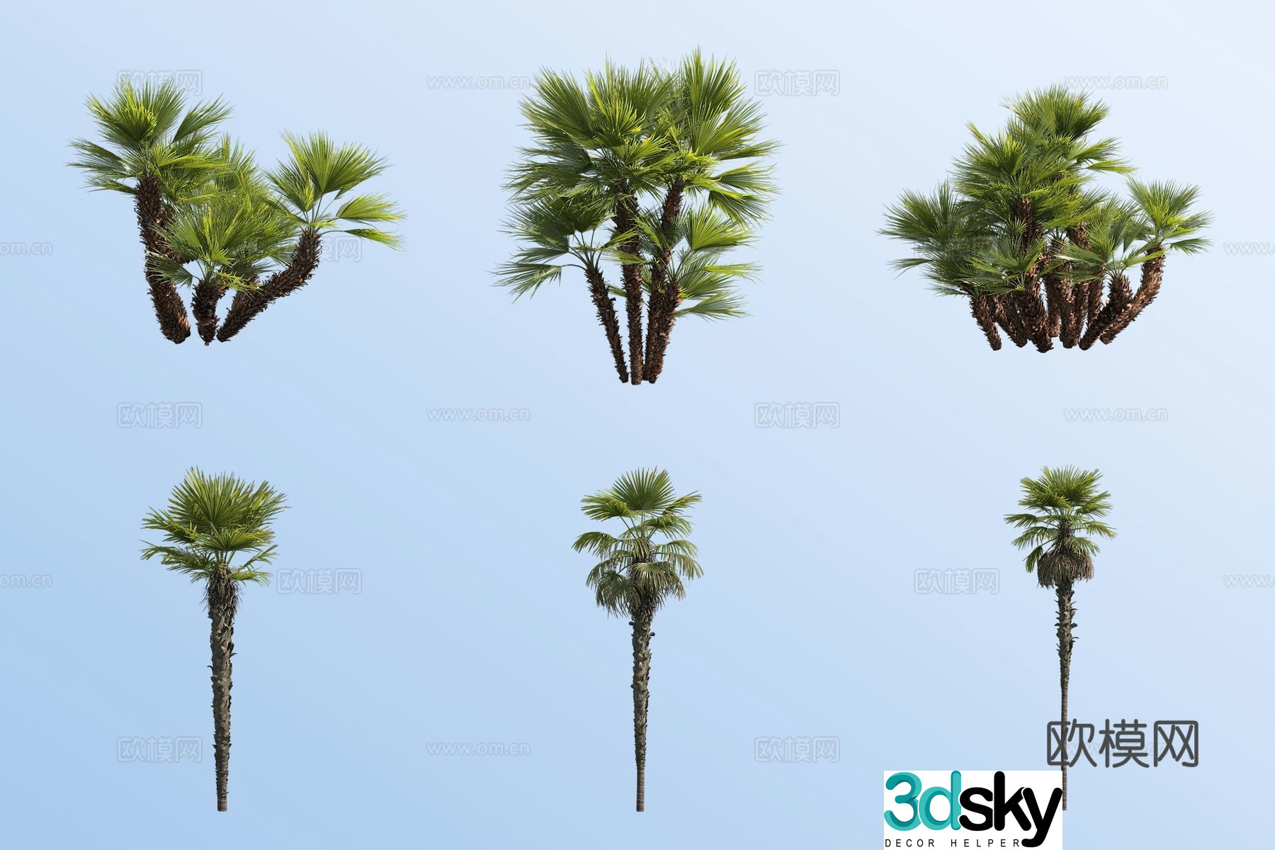 Silver leaf European palm palm tropical plant 3d model