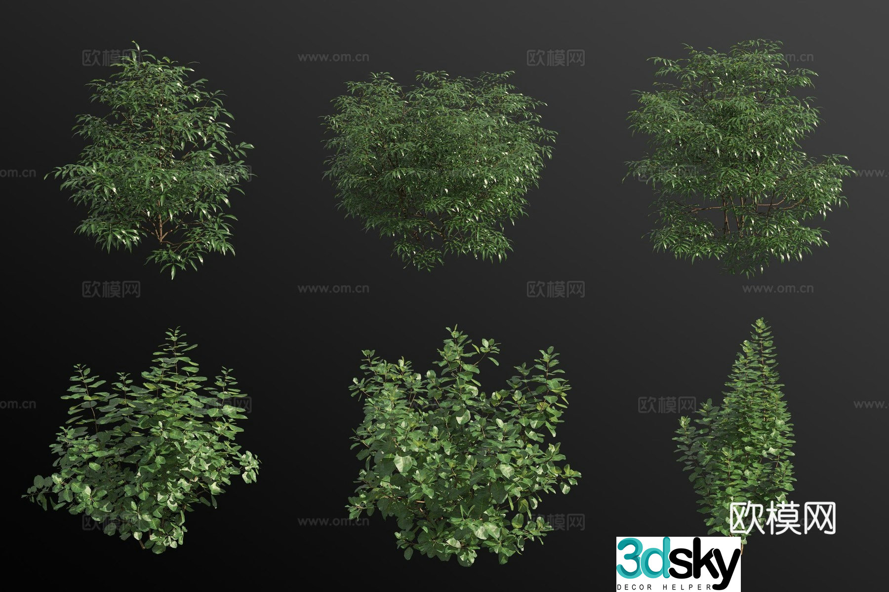 3D model of the pericarp tree flower