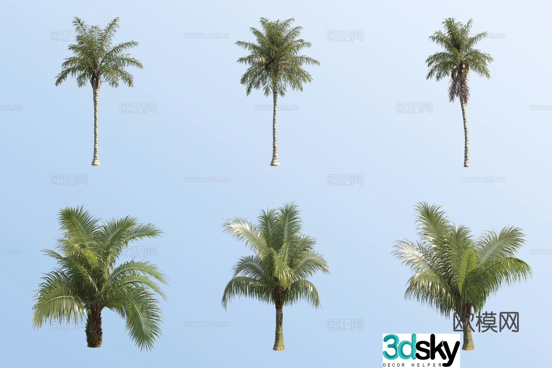 Spiny coconut plateau coconut tree tropical tree 3d model