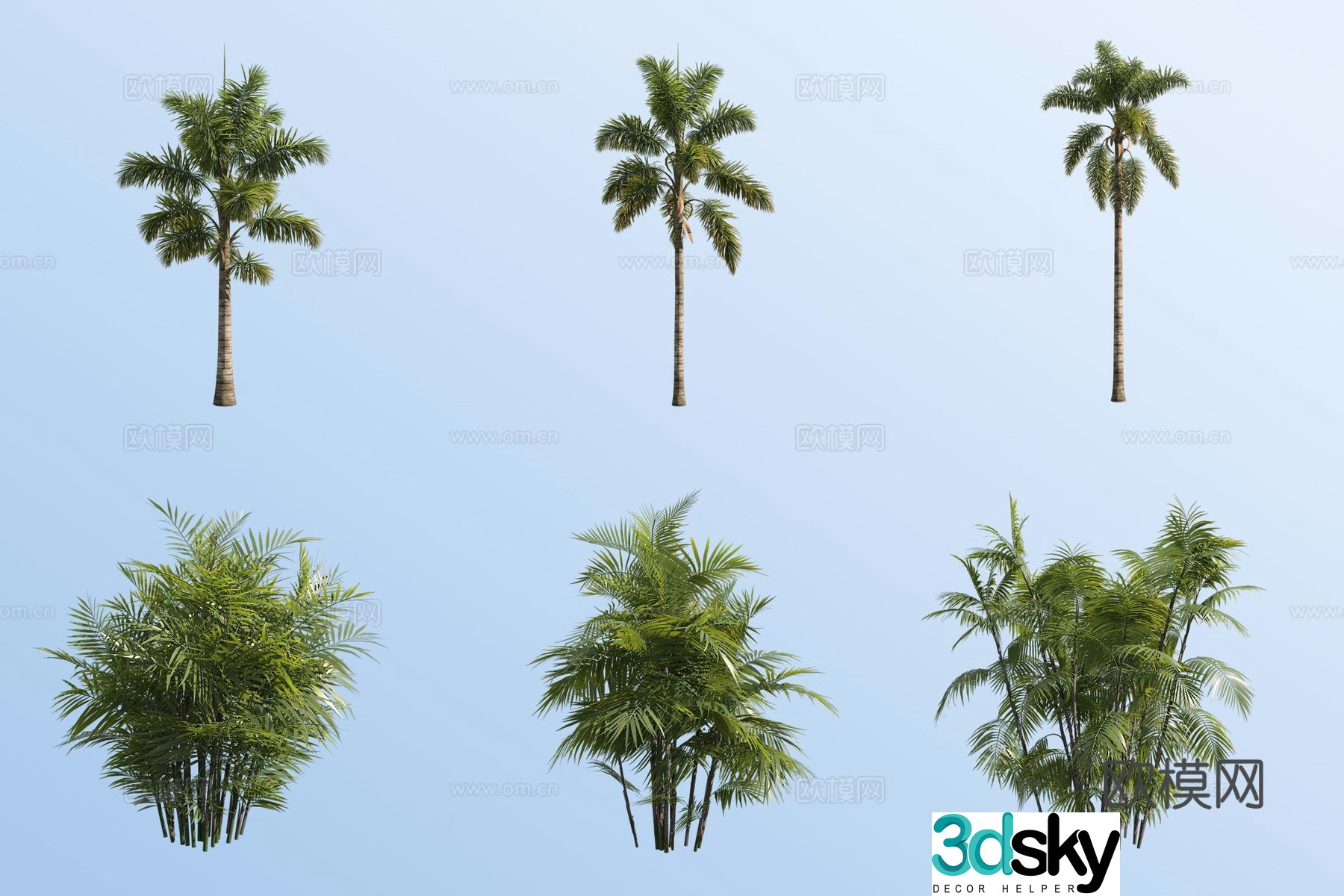 Cracked sia coconut exquisite bamboo coconut tropical tree 3D model
