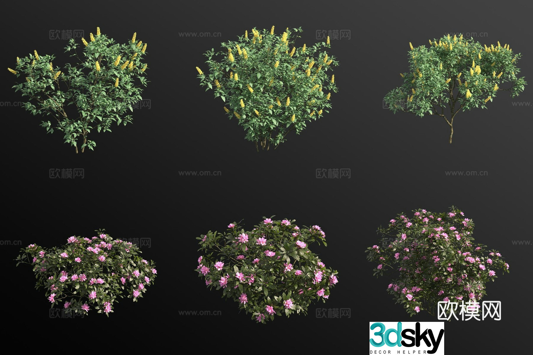 Moroccan Gorse European Rhododendron Shrub Flower Tree 3d model