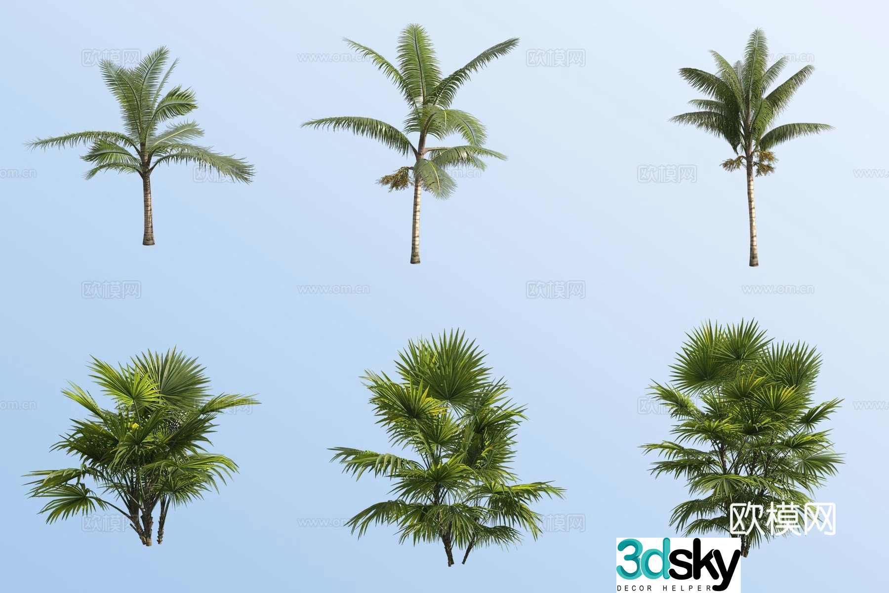 Coconut palm palm palm tropical plant 3D model