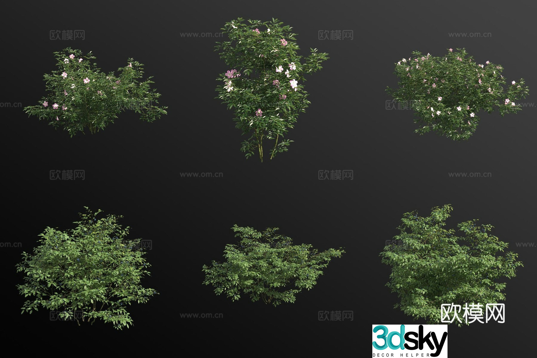 Virginia rose high bush blueberry flower tree shrub 3d model