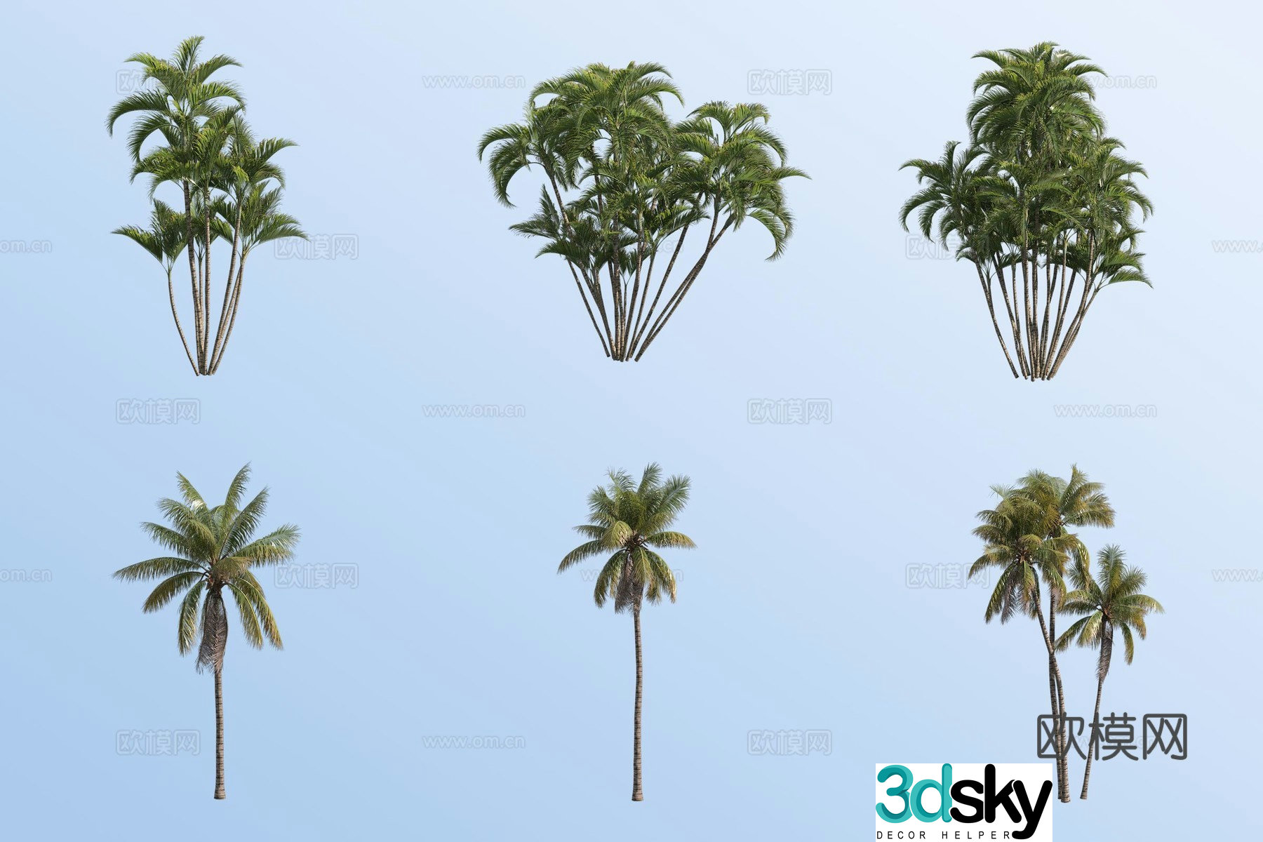 3D model of coconut tree palm tree tropical plant
