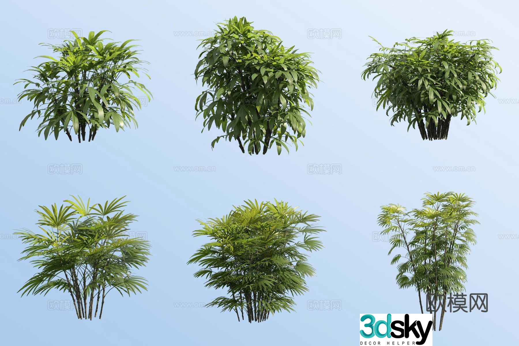Dwarf brown dwarf brown bamboo 3d model