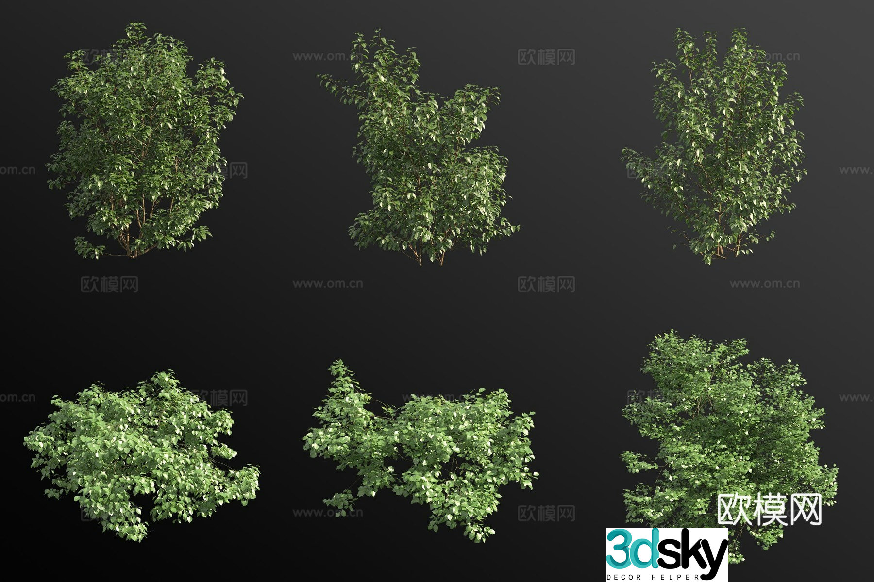European hazel bush 3d model