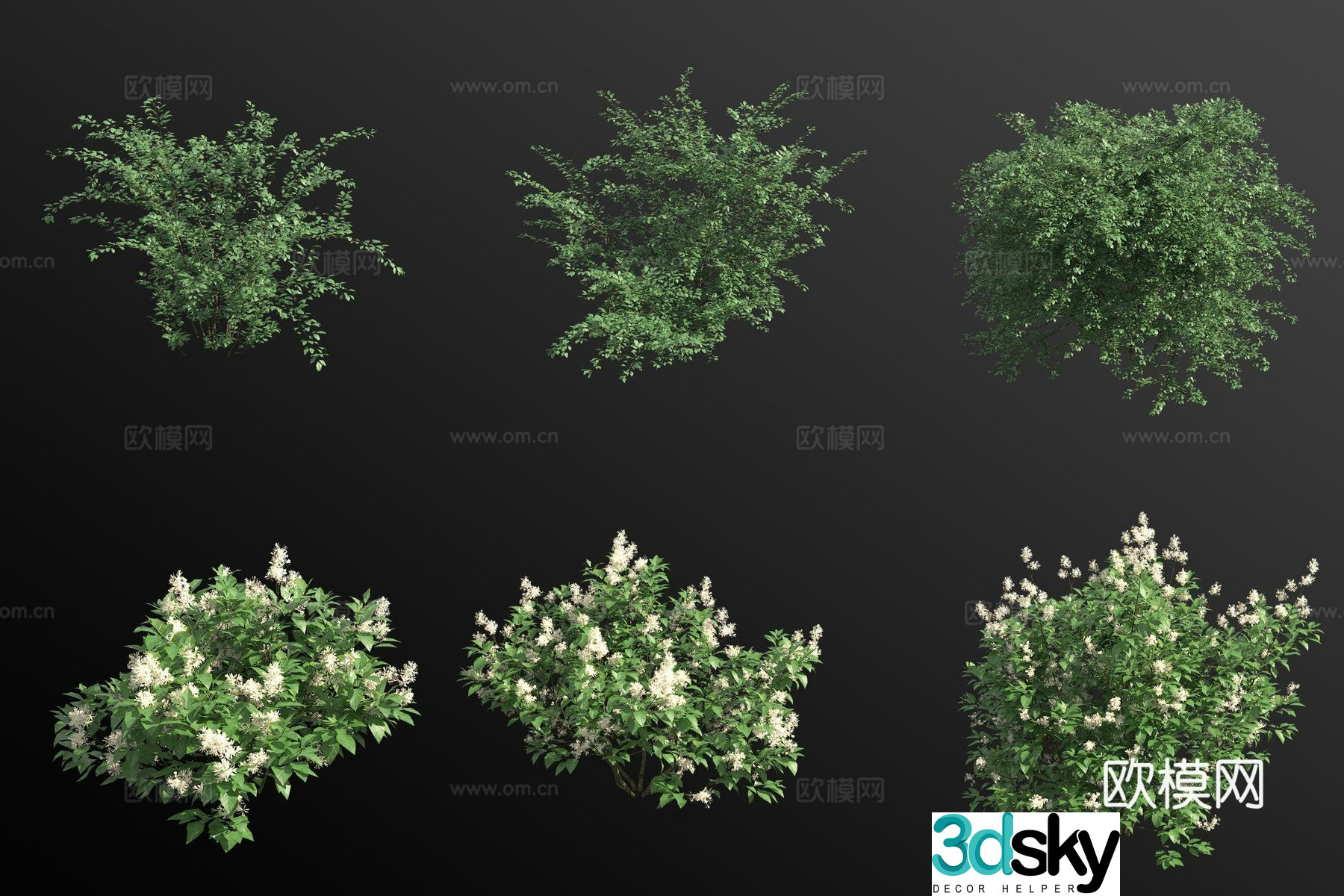 Southwestern Cotoneaster New Jersey Tea Shrub Flower Tree 3D Model
