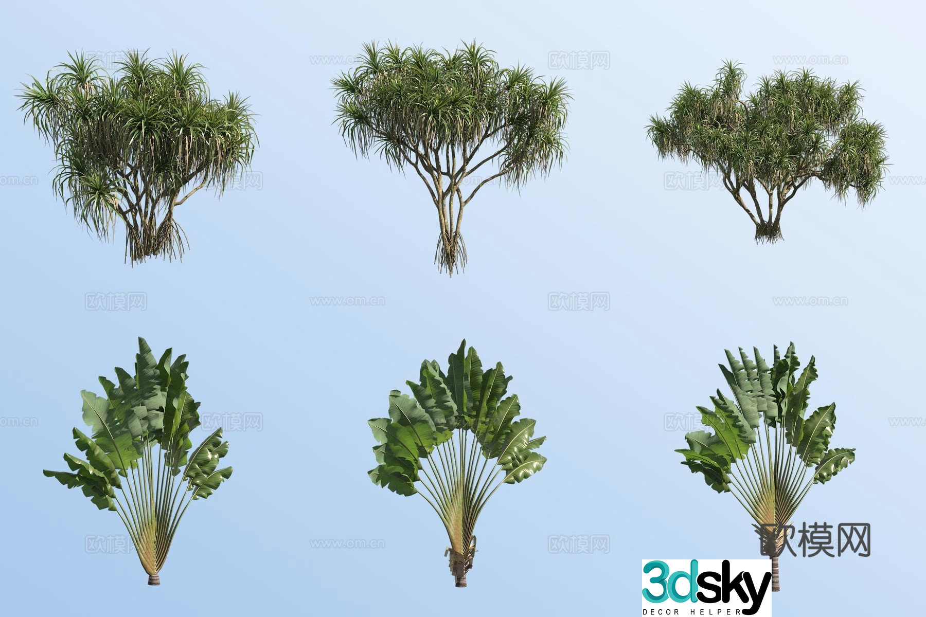 Pandanus Travel Canna Tropical Plant 3D Model