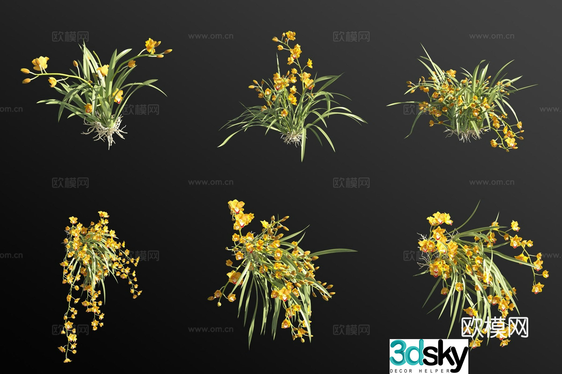 Orange cymbidium flower grass 3d model