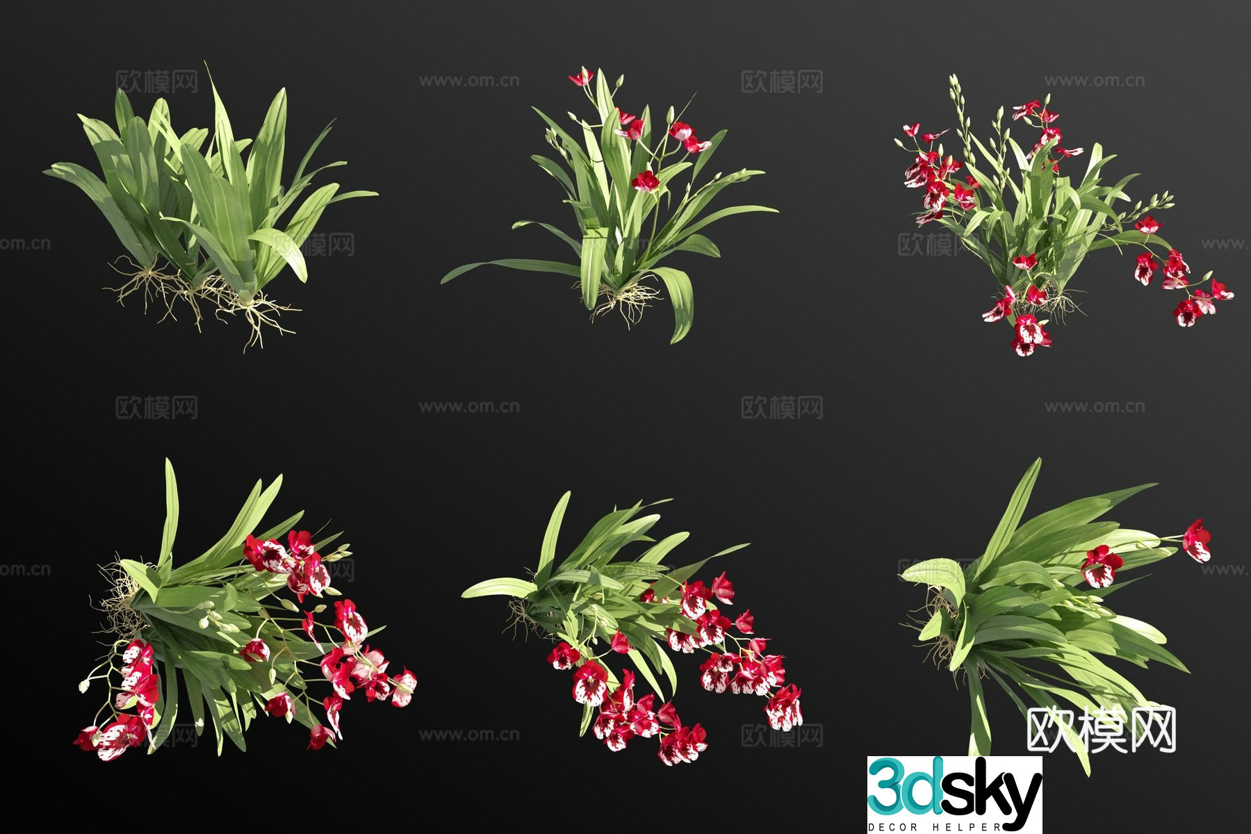 Viola orchid grass 3d model