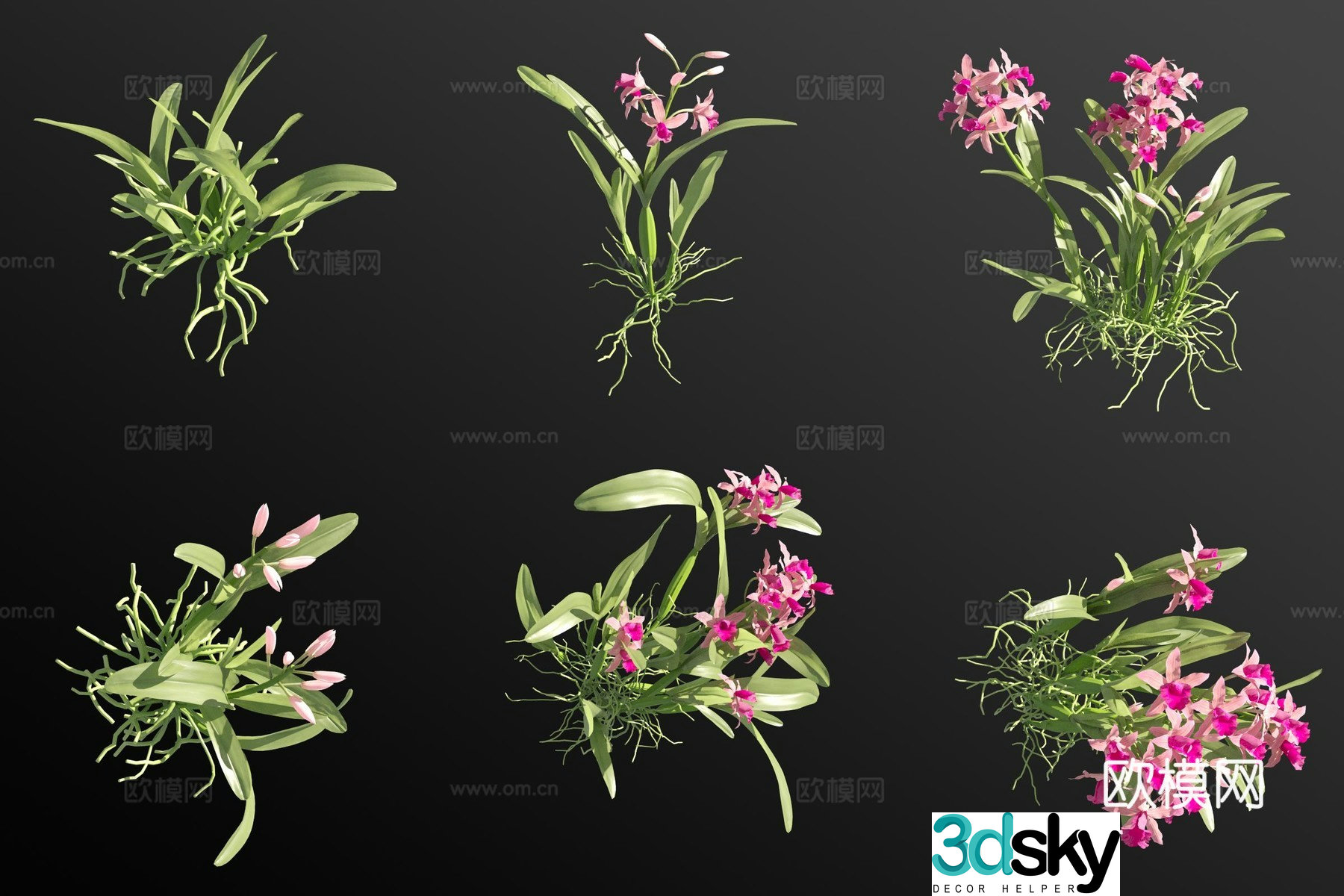 Red cattleya grass 3d model