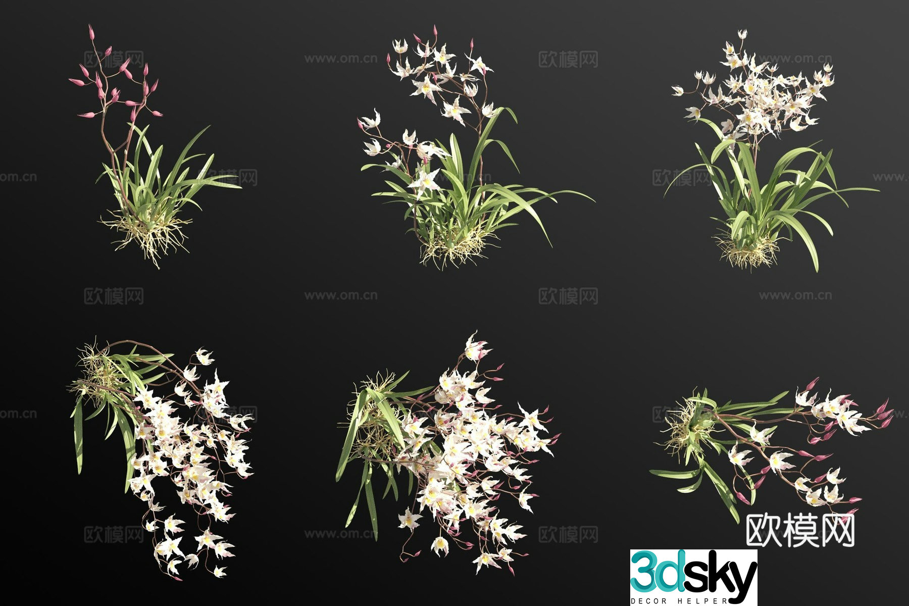 White toothed orchid grass 3d model