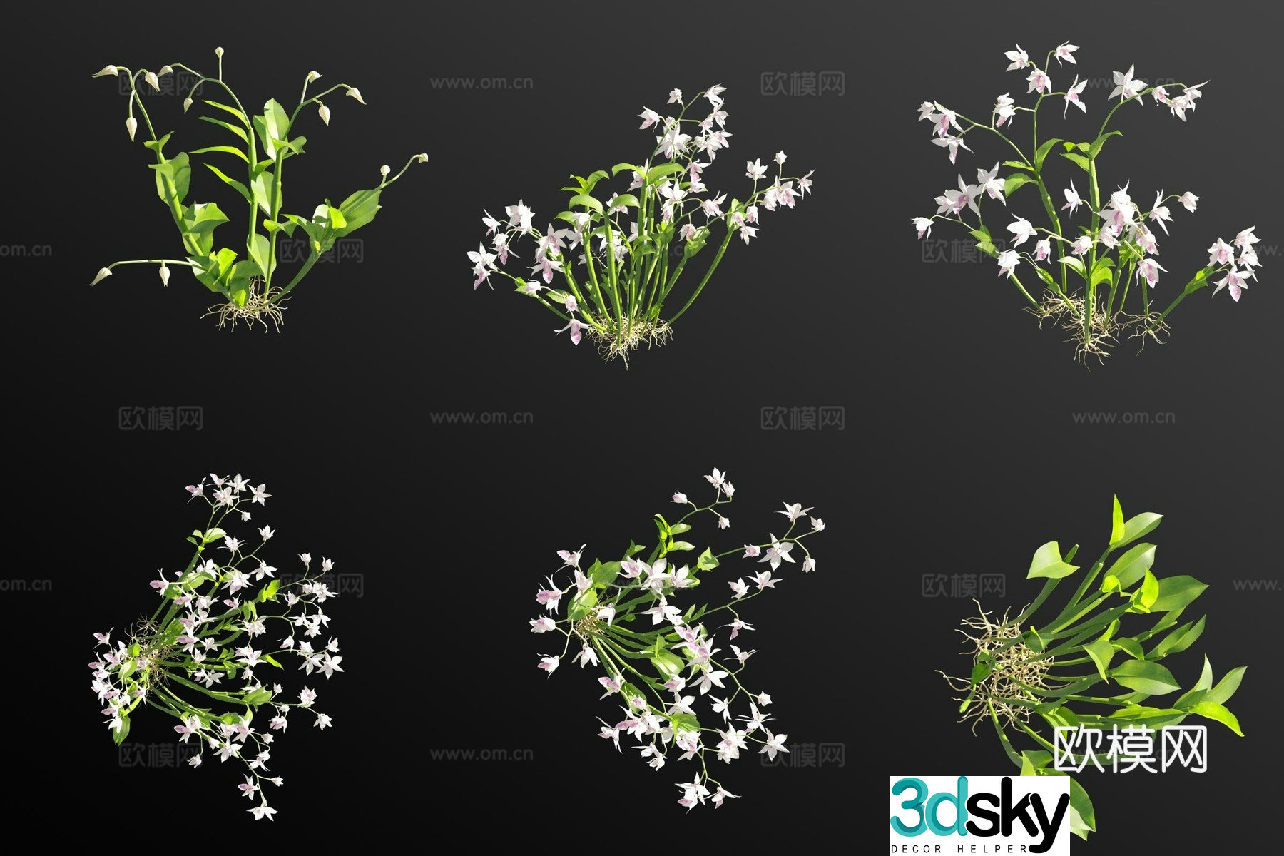 White dendrobium orchid grass 3d model