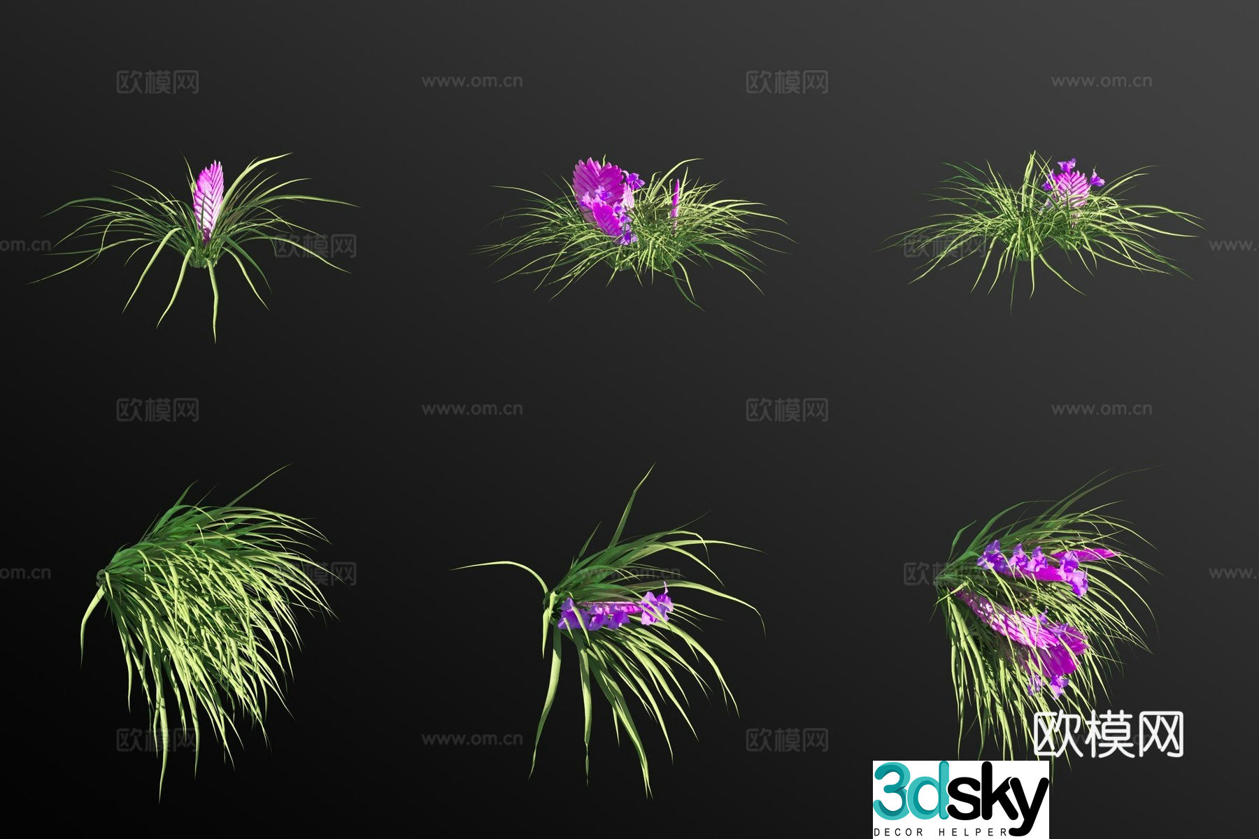 Tillandsia grass 3d model
