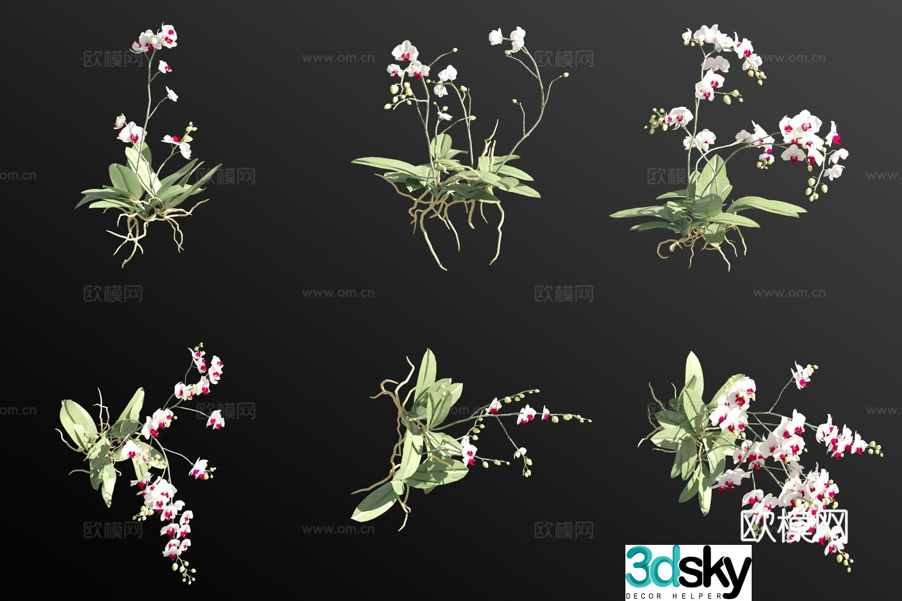 White Phalaenopsis Flowers and Plants 3D Model