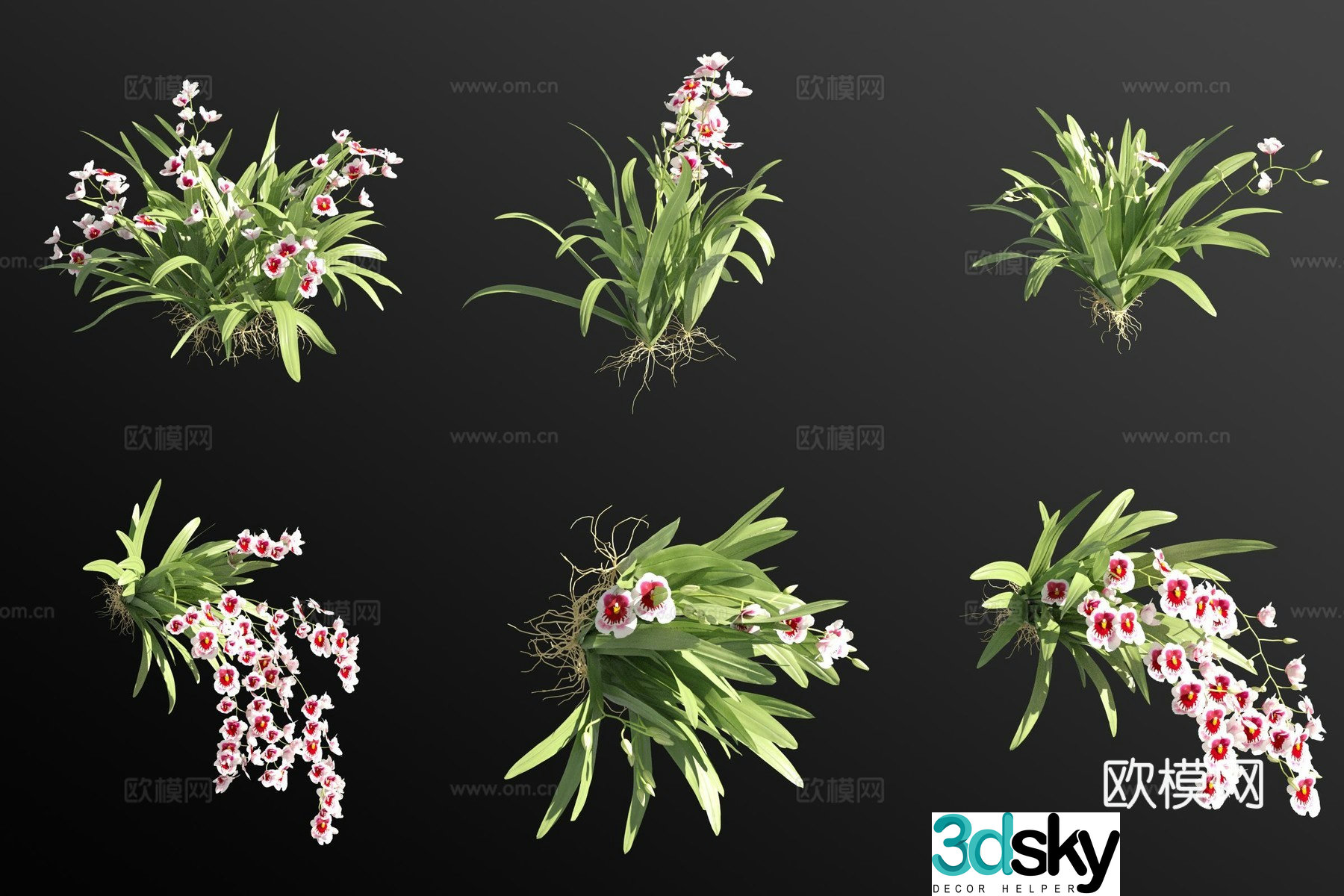 White pansy orchid grass 3d model