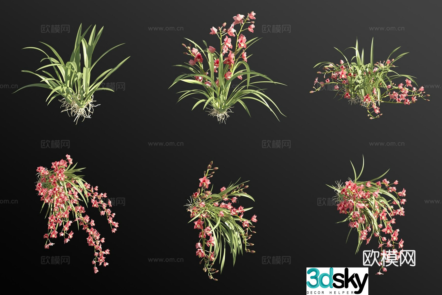 Red cymbidium orchid flower 3d model