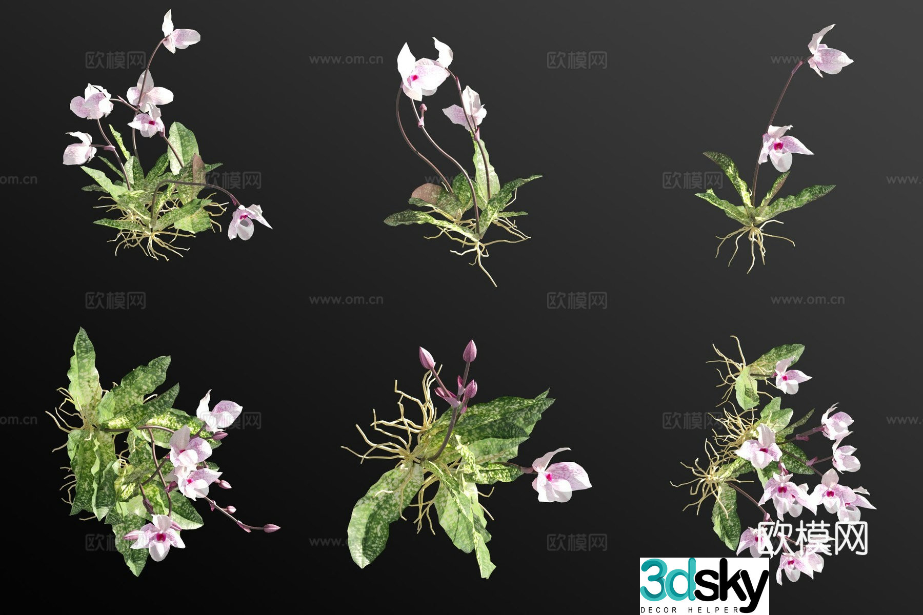 Pink paphiopedilum flower grass 3d model