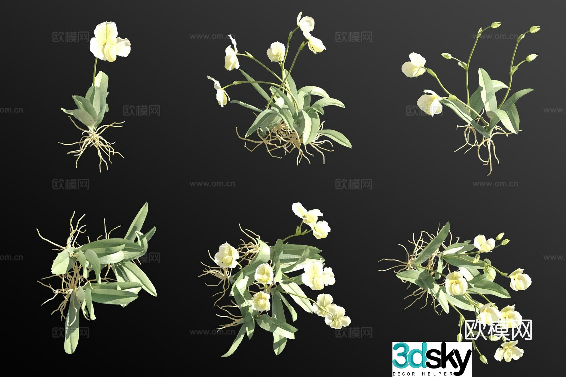 Green paphiopedilum flower grass 3d model