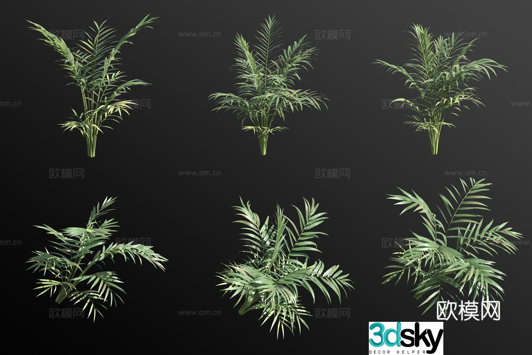 Pocket coconut tree tropical plant 3d model