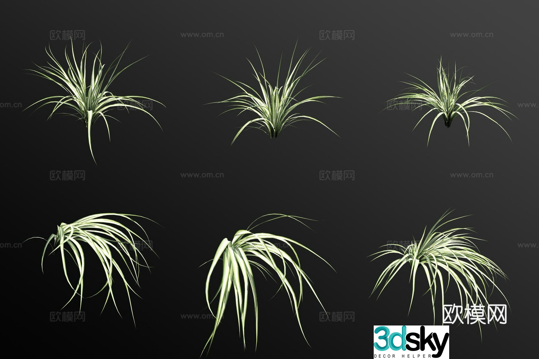 Silver-edged Chlorophytum 3D model