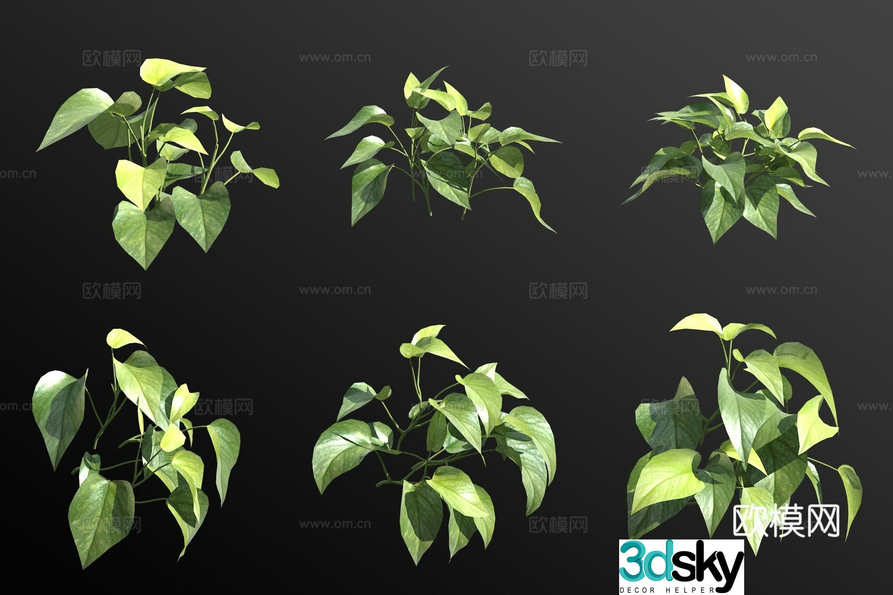 Pothos green plant 3d model