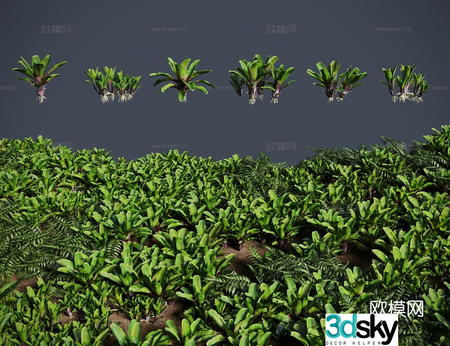 Modern grass lawn waterlogged bromeliad lawn shrub 3d model