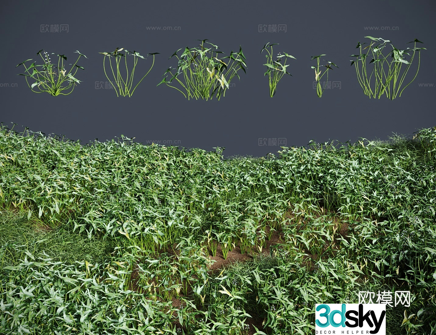 3d model of arrowhead grass shrub
