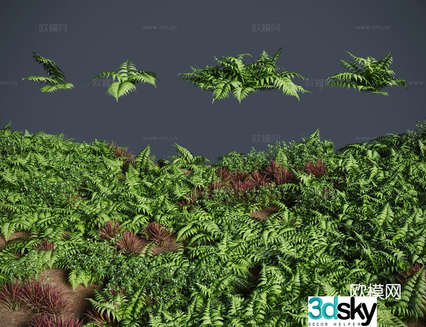Venus fern grass shrub 3d model
