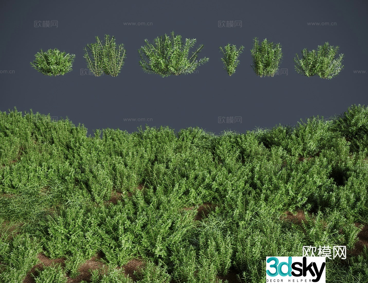 Grass lawn round leaf vegetable shrub 3d model