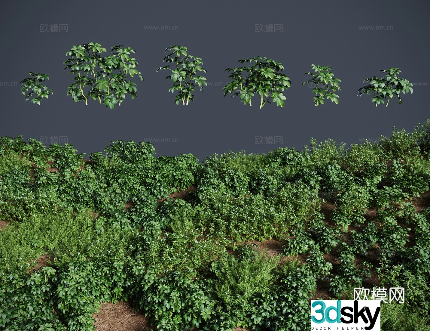 modern lawn lawn schefflera lawn shrub 3d model