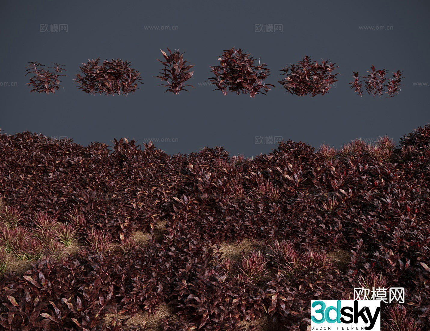 Grass Lawn Bloodheart Orchid Grass Shrub 3d Model