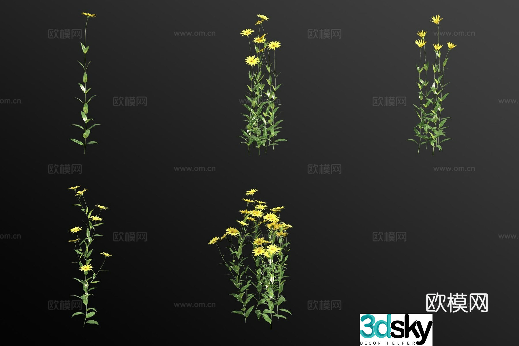 Anemone flower 3d model