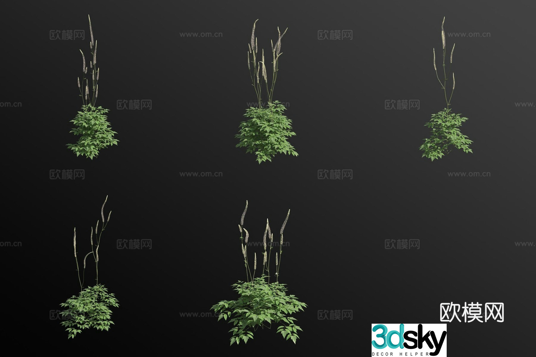 Single panicle cohosh flower 3d model