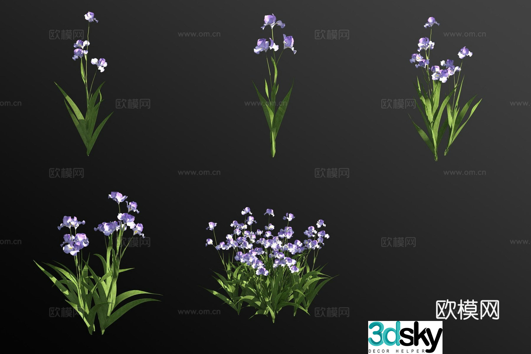 Iris plant 3d model