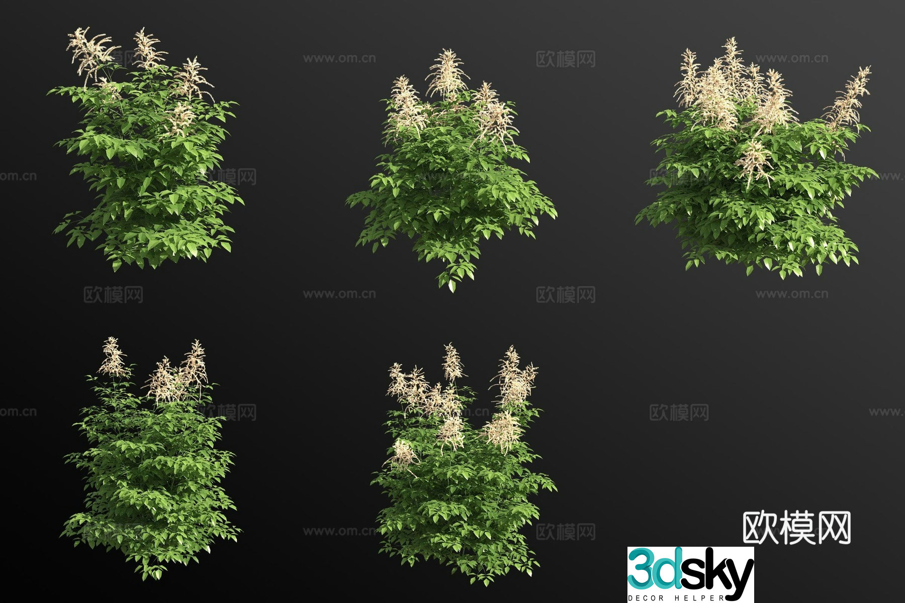 False cohosh flower 3d model