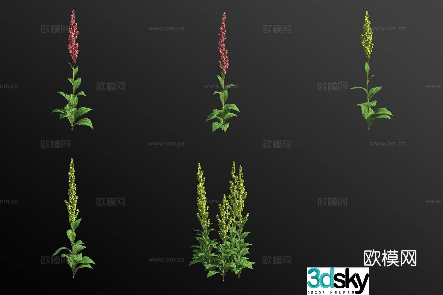 Hellebore flower 3d model