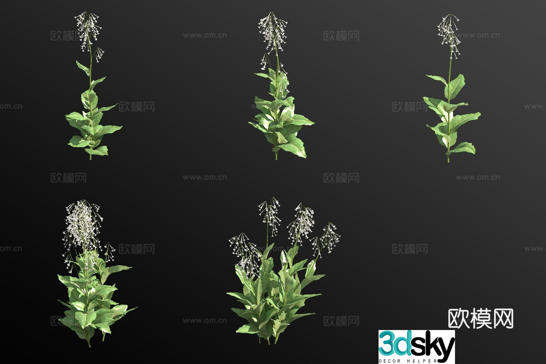 Forest tobacco flowers and plants 3d model
