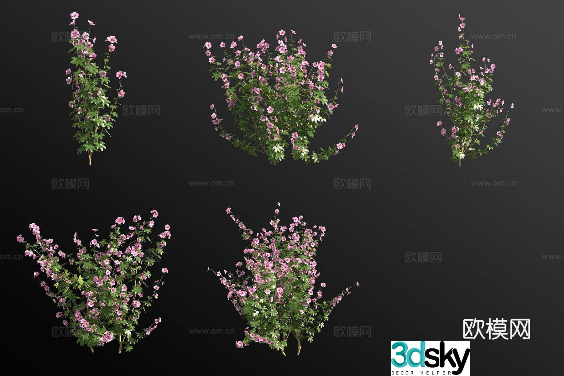 Xinjiang flower sunflower plant 3d model