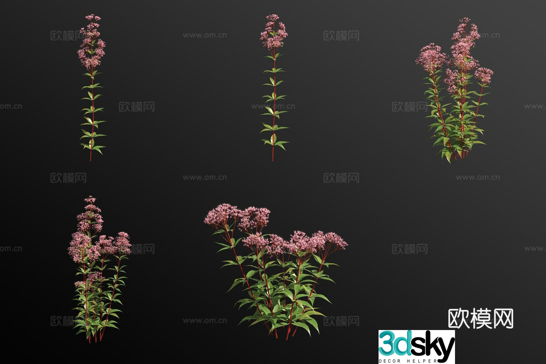Eupatorium plant 3d model